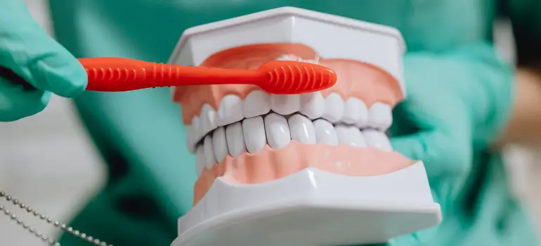 How Often Should You Brush and What's the Right Technique